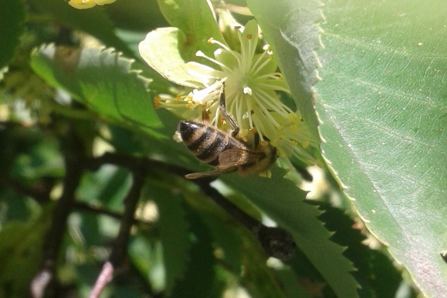 Pszczoła na kwiatku